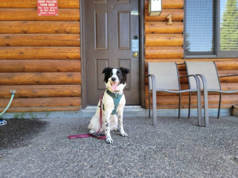 Dog Friendly Cabins at Cooper Spur on Mount Hood