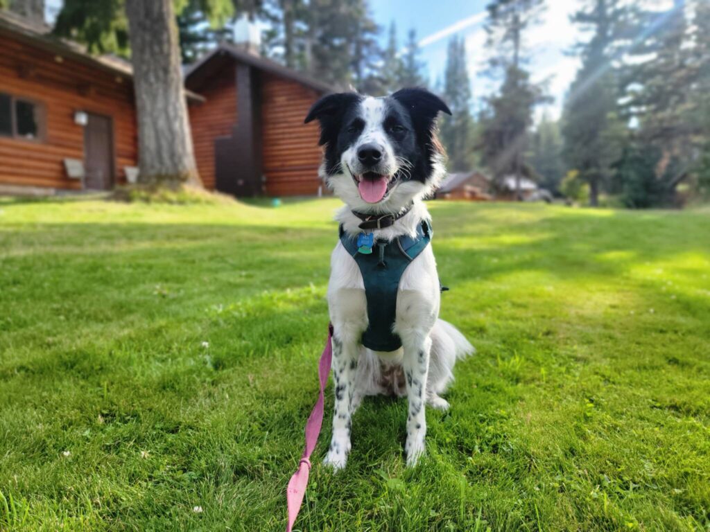 Dog Friendly Cabins at Cooper Spur on Mount Hood