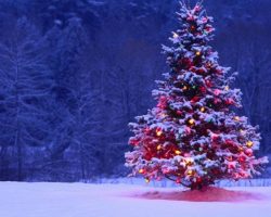 Cooper Spur Christmas Tree outdoors Snow